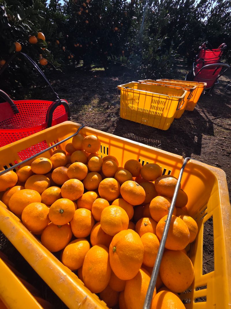 산방자연농원님의 장터 판매 상품 [서귀포 조생귤 대과 10kg(택배비포함)] 첨부 사진