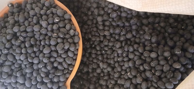 농부의딸램님의 장터 판매 상품 [2025년산 귀족서리태(논두렁) ] 첨부 사진