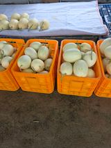 팜모닝 자유주제·자유게시판 게시글 이미지