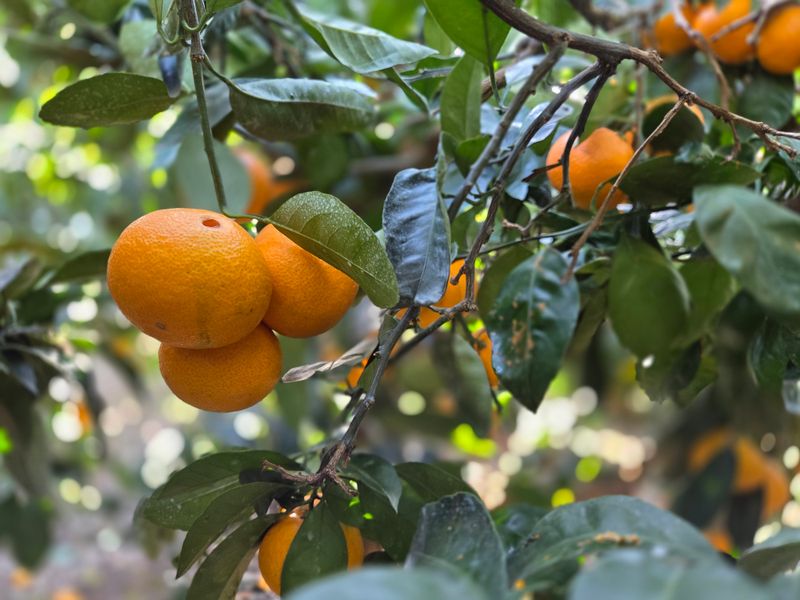 산방자연농원님의 장터 판매 상품 [서귀포 조생귤 대과 10kg(택배비포함)] 첨부 사진