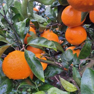 서귀포달코롬감귤농원님의 자유주제 · 자유게시판 작성글 사진