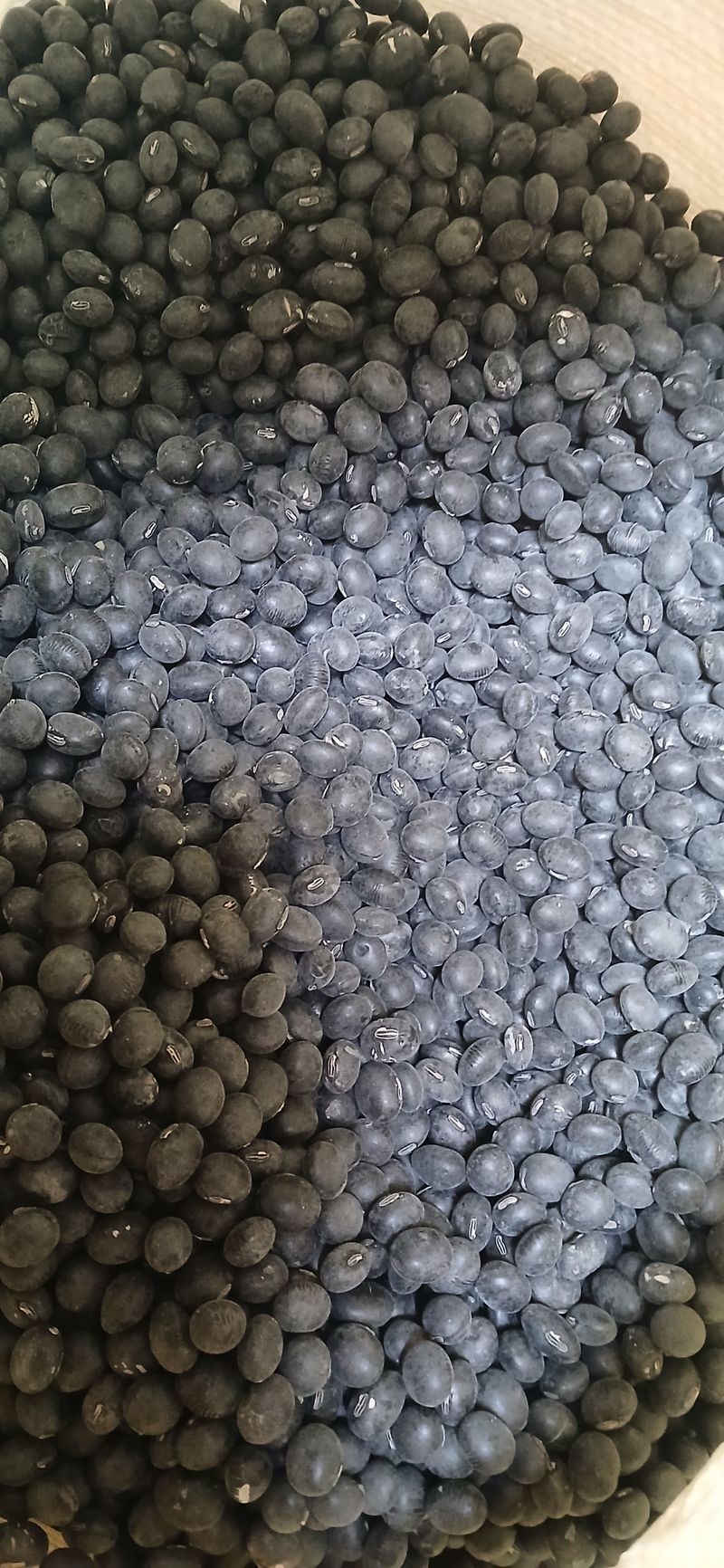 농부의딸램님의 장터 판매 상품 [2025년산 귀족서리태(논두렁) ] 첨부 사진