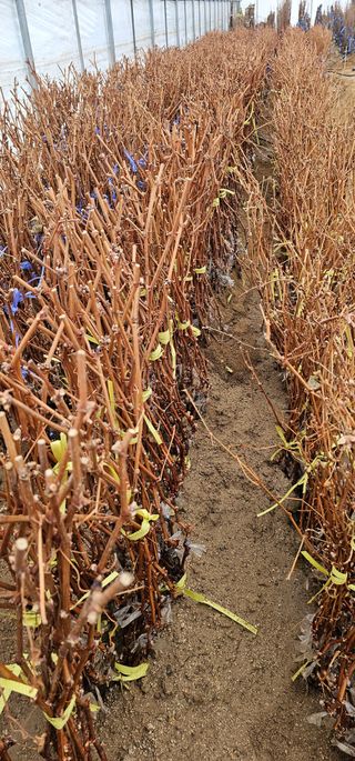 뿌리묘목농원님의 자유주제 · 자유게시판 작성글 사진