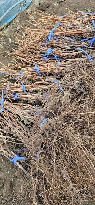 뿌리묘목농원님의 자유주제 · 자유게시판 작성글 사진