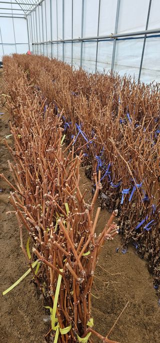 뿌리묘목농원님의 자유주제 · 자유게시판 작성글 사진