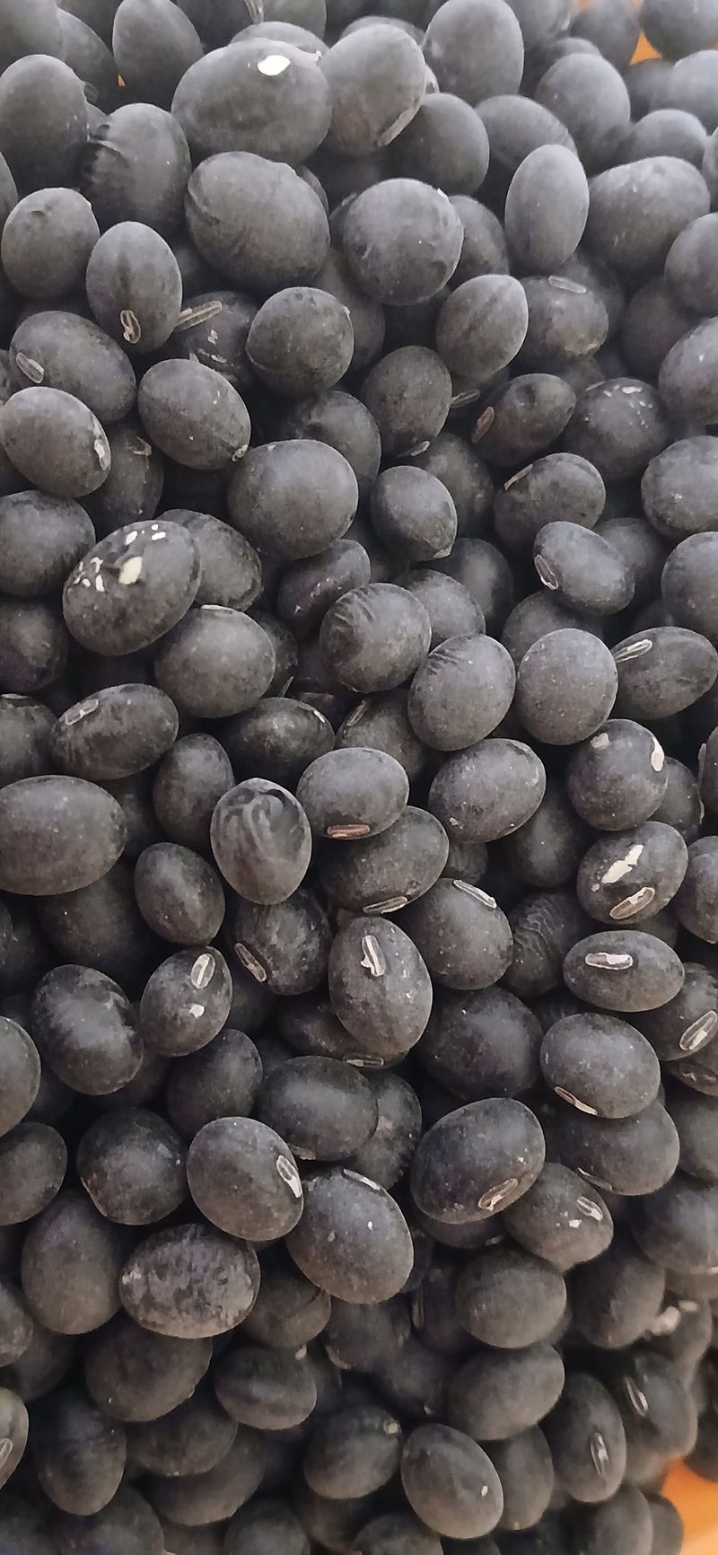 농부의딸램님의 장터 판매 상품 [2025년산 귀족서리태(논두렁) ] 첨부 사진