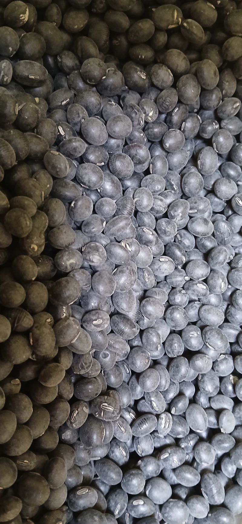 농부의딸램님의 장터 판매 상품 [2025년산 귀족서리태(논두렁) ] 첨부 사진