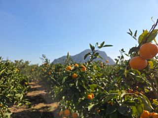 산방자연농원님의 작성글 사진