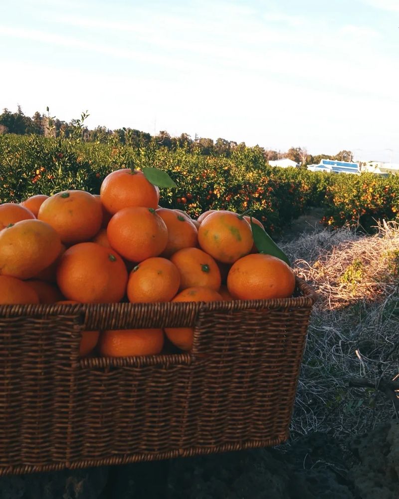 대정골귤꽃농원님의 장터 판매 상품 [고당도 감귤 10키로] 첨부 사진