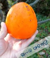 팜모닝 자유주제·자유게시판 게시글 이미지