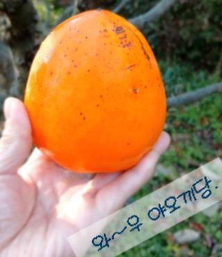 산성골농장님의 자유주제 · 자유게시판 작성글 사진