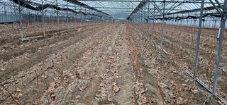 뿌리묘목농원님의 자유주제 · 자유게시판 작성글 사진