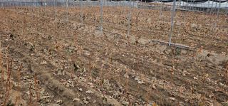 뿌리묘목농원님의 자유주제 · 자유게시판 작성글 사진