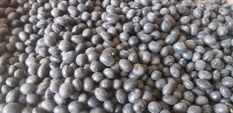 농부의딸램님의 장터 판매 상품 [2025년산 귀족서리태(논두렁) ] 첨부 사진