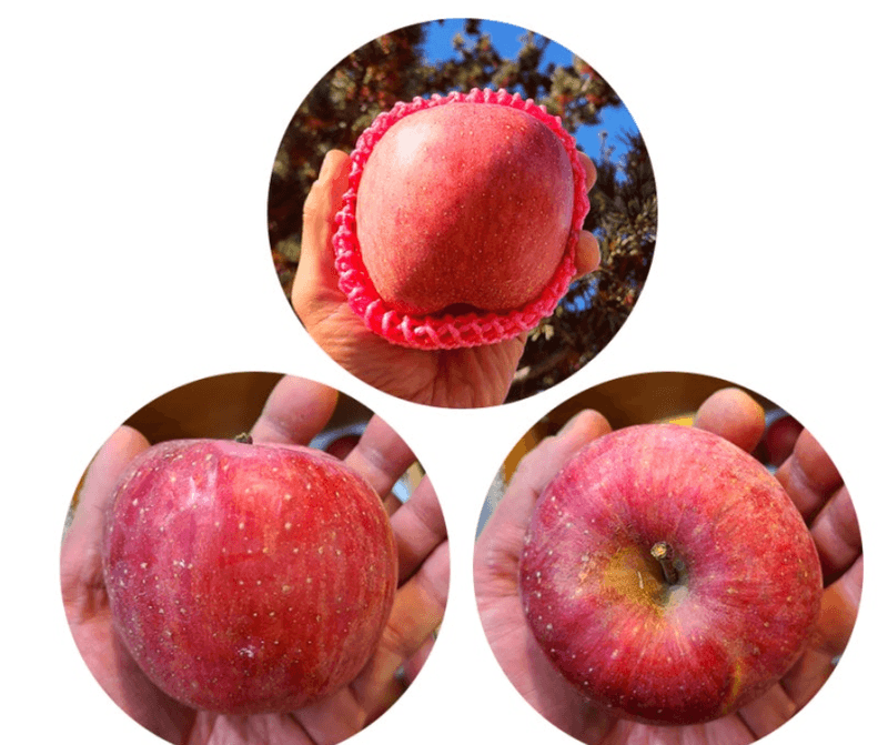 스피드번님의 장터 판매 상품 [부사사과 선물세트] 첨부 사진