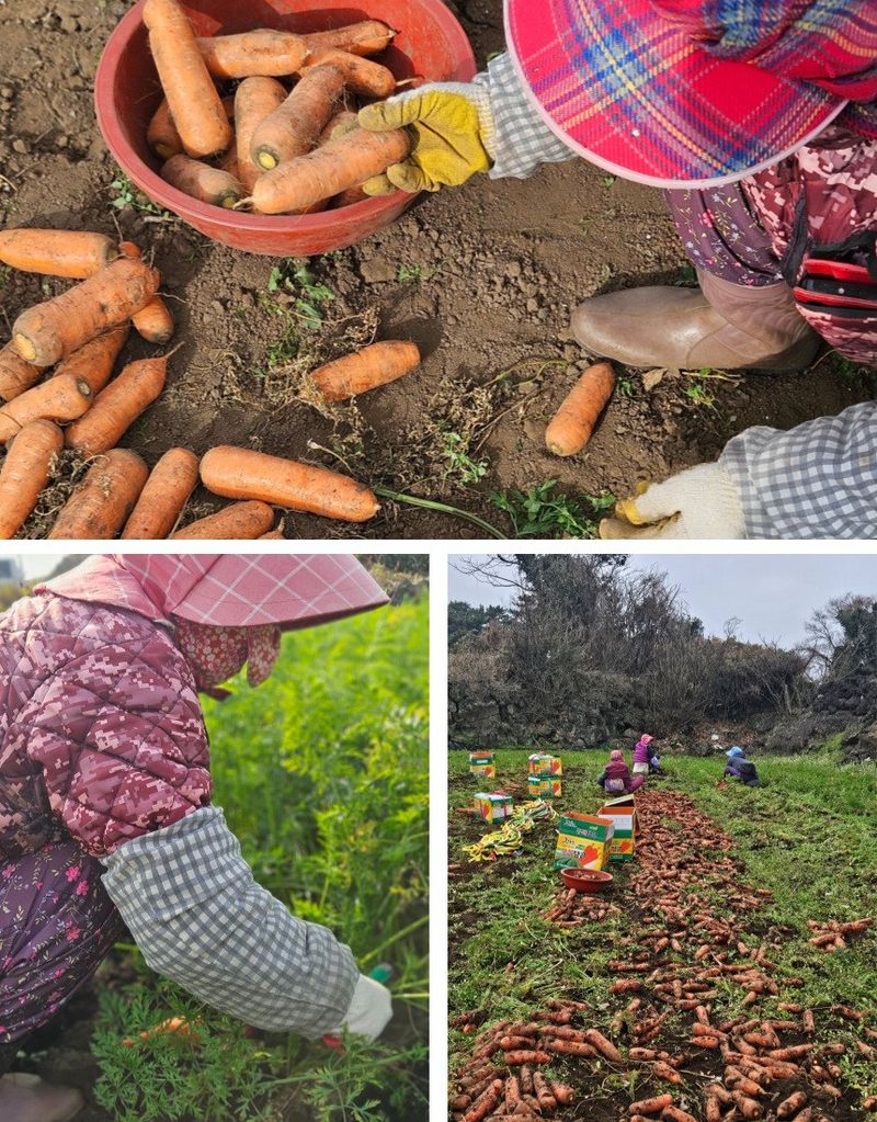평대돌담농장님의 장터 판매 상품 [25년 제주 구좌 흙당근 5kg 10kg] 첨부 사진