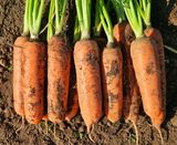 팜모닝 · 게시글 이미지