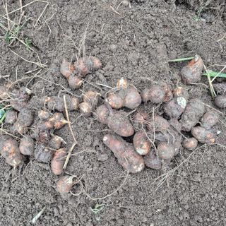 독고다이님의 자유주제 · 자유게시판 작성글 사진