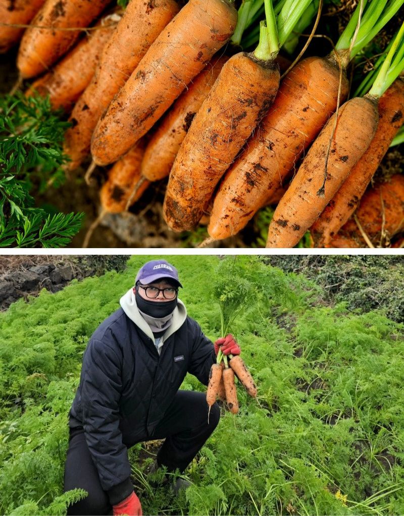 평대돌담농장님의 장터 판매 상품 [25년 제주 구좌 흙당근 5kg 10kg] 첨부 사진