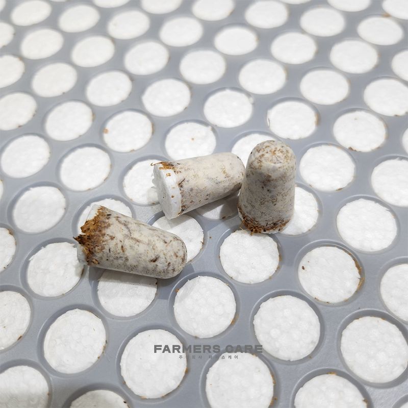 장터 상품 [26년 버섯종균 판매 (1월중순부터순차배송)] 썸네일