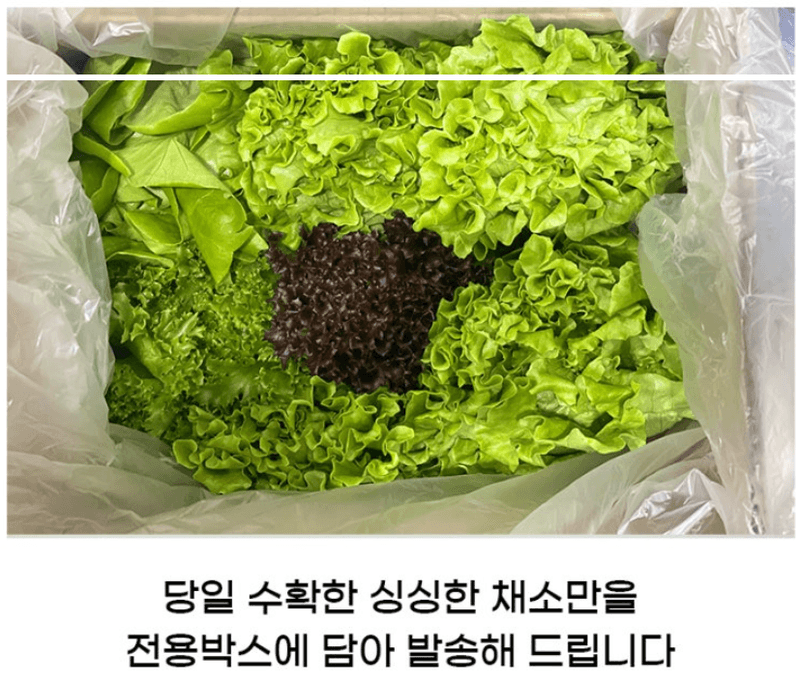 스피드번님의 장터 판매 상품 [유럽채소] 첨부 사진