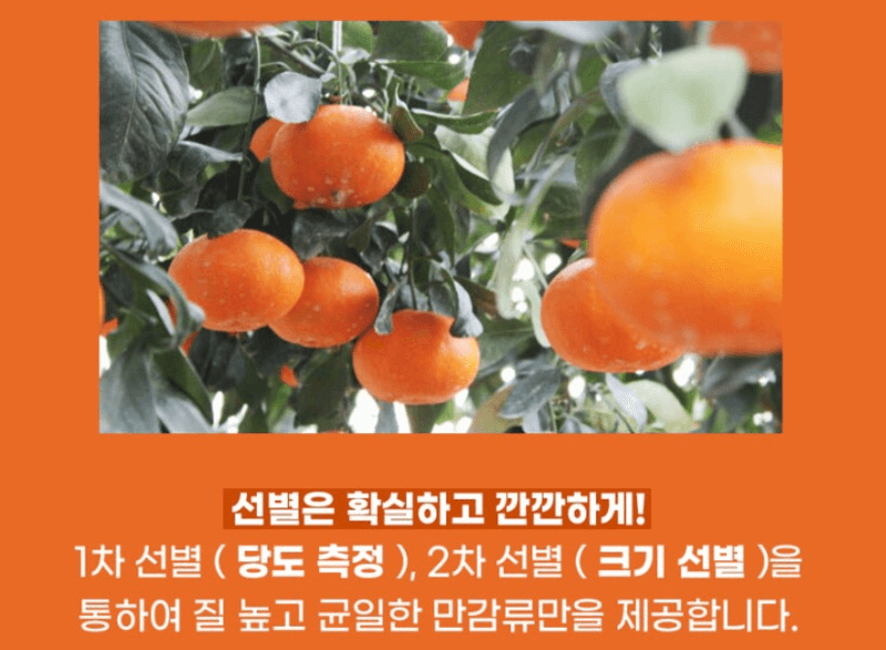 스피드번님의 장터 판매 상품 [제주직송 [레드향]] 첨부 사진