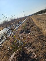 팜모닝 농사, 무엇이든 물어보세요!·참여글 게시글 이미지