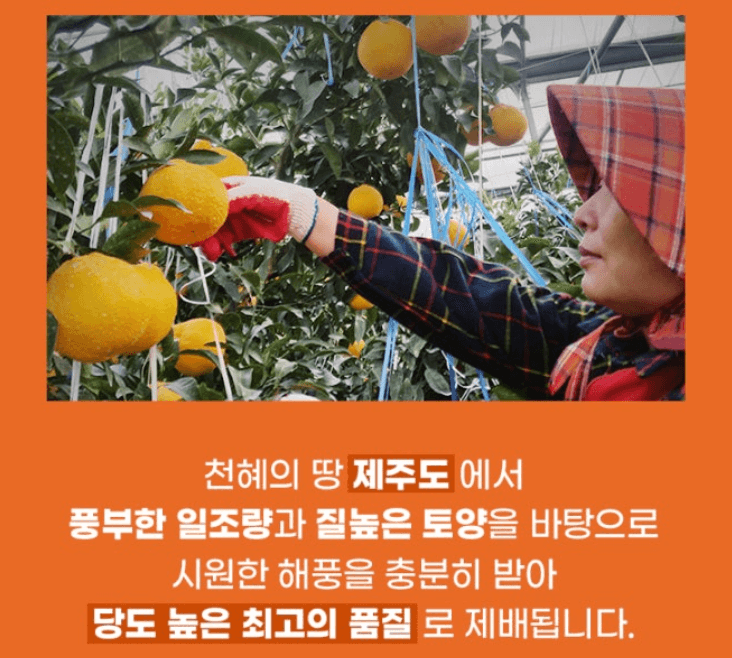 스피드번님의 장터 판매 상품 [제주직송 [레드향]] 첨부 사진