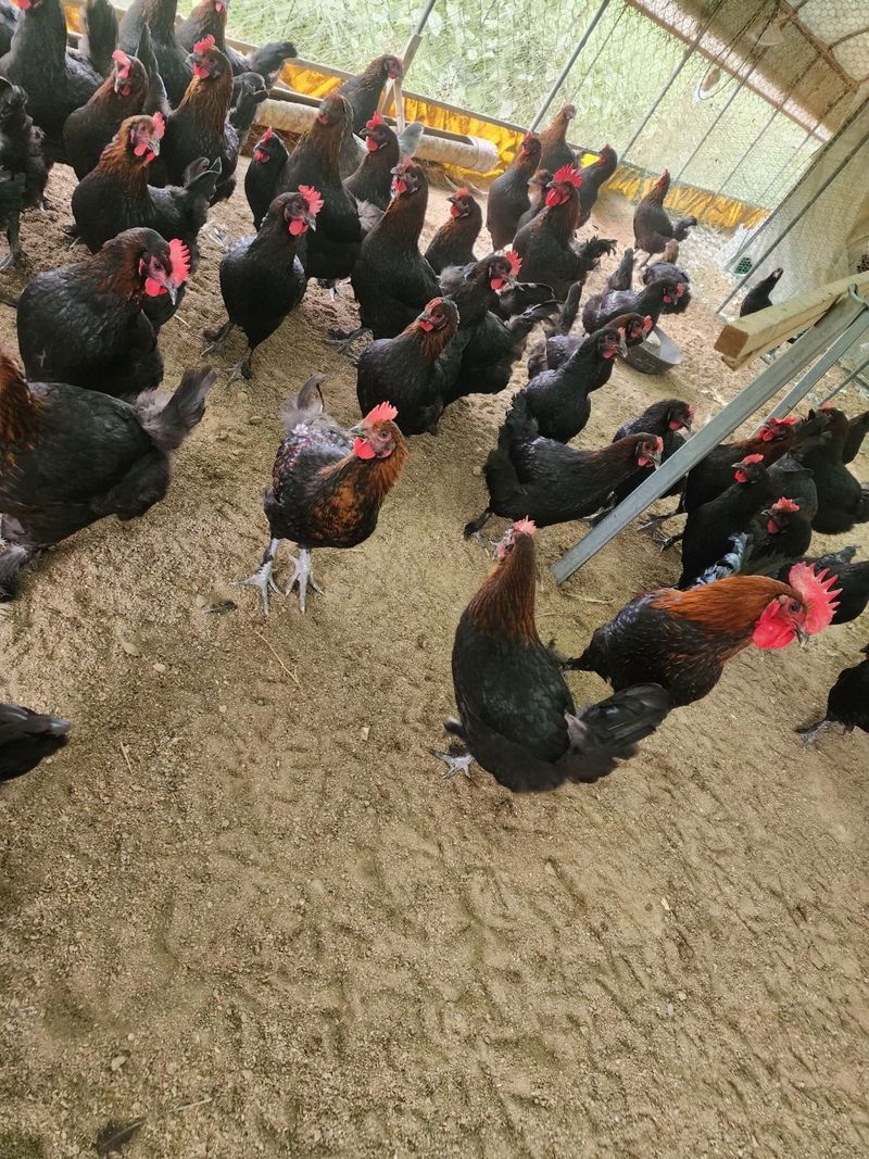 김영복님의 장터 판매 상품 [관상용닭 ] 첨부 사진