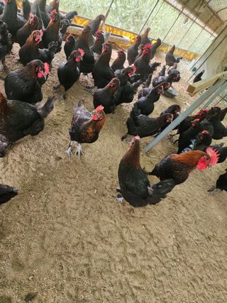 김영복님의 작성글 사진