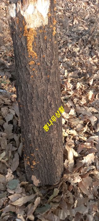 김대현(청솔)님의 자유주제 · 자유게시판 작성글 사진