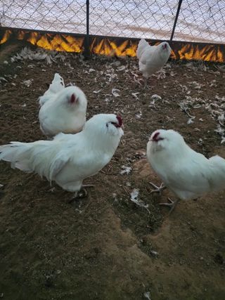 김영복님의 작성글 사진