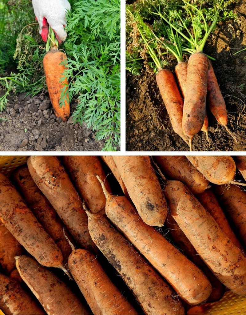 평대돌담농장님의 장터 판매 상품 [25년 제주 구좌 흙당근 5kg 10kg] 첨부 사진
