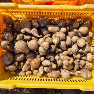 독고다이님의 자유주제 · 자유게시판 작성글 사진