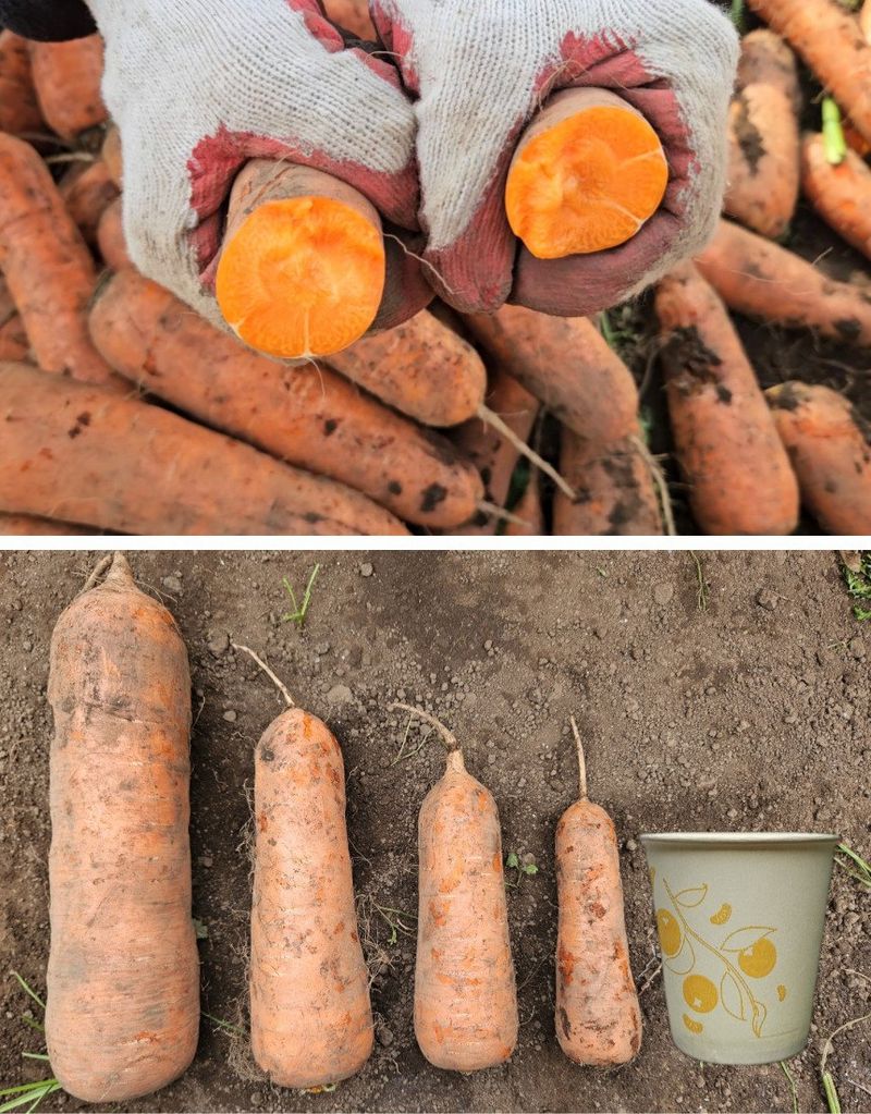 평대돌담농장님의 장터 판매 상품 [25년 제주 구좌 흙당근 5kg 10kg] 첨부 사진