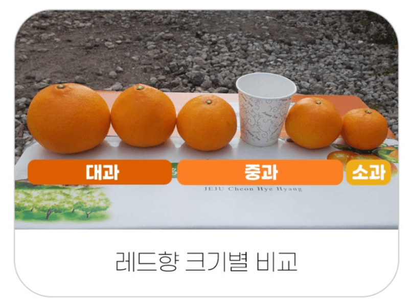 스피드번님의 장터 판매 상품 [제주직송 [레드향]] 첨부 사진