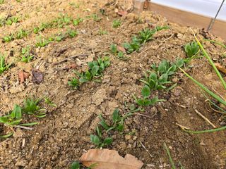 작은꽃밭님의 자유주제 · 자유게시판 작성글 사진