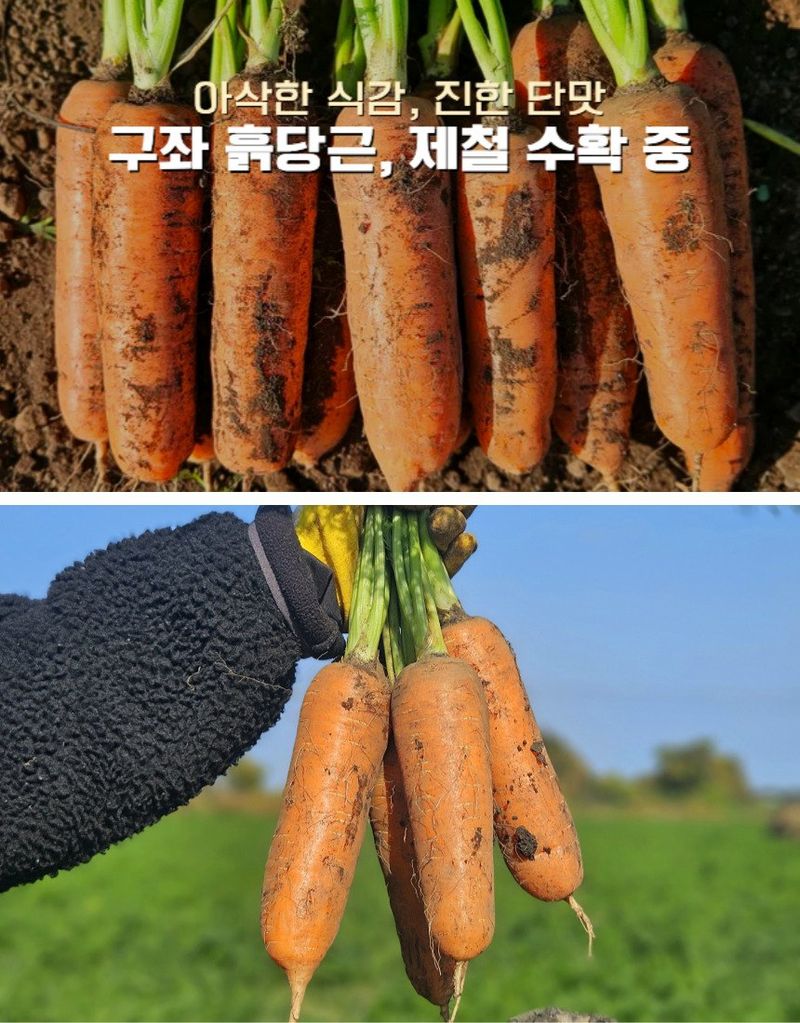 평대돌담농장님의 장터 판매 상품 [25년 제주 구좌 흙당근 5kg 10kg] 첨부 사진