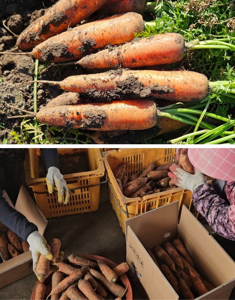 평대돌담농장님의 장터 판매 상품 [25년 제주 구좌 흙당근 5kg 10kg] 첨부 사진