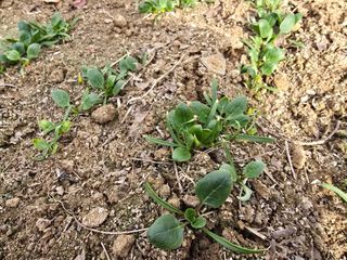 작은꽃밭님의 자유주제 · 자유게시판 작성글 사진