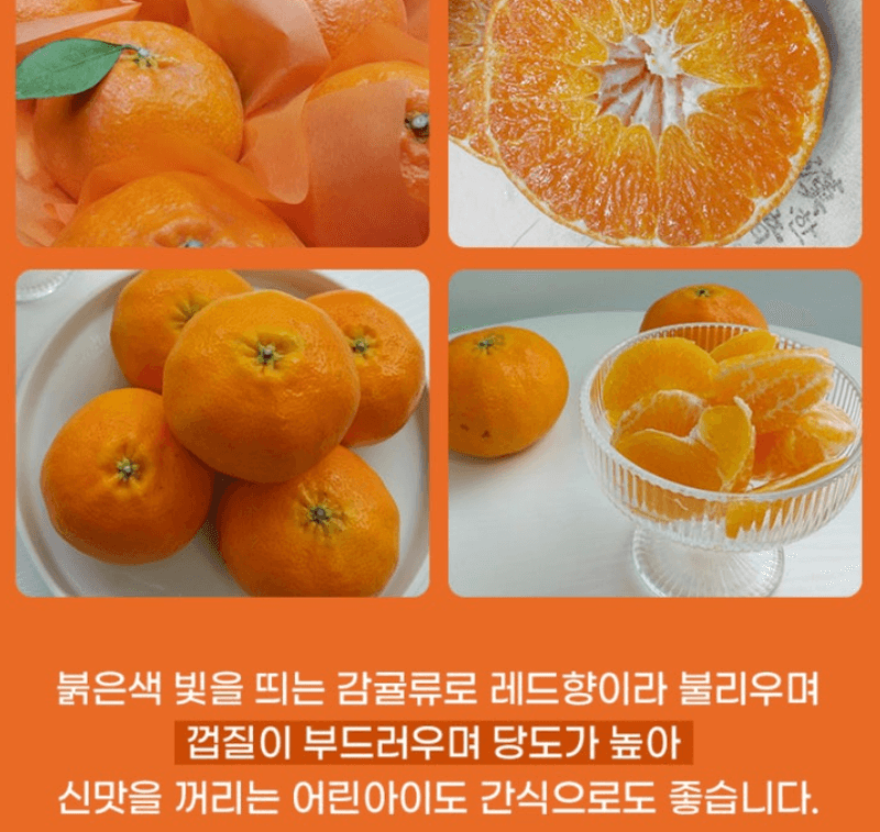 스피드번님의 장터 판매 상품 [제주직송 [레드향]] 첨부 사진