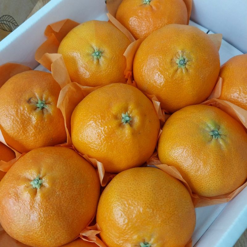 장터 상품 [제주직송 [레드향]] 썸네일