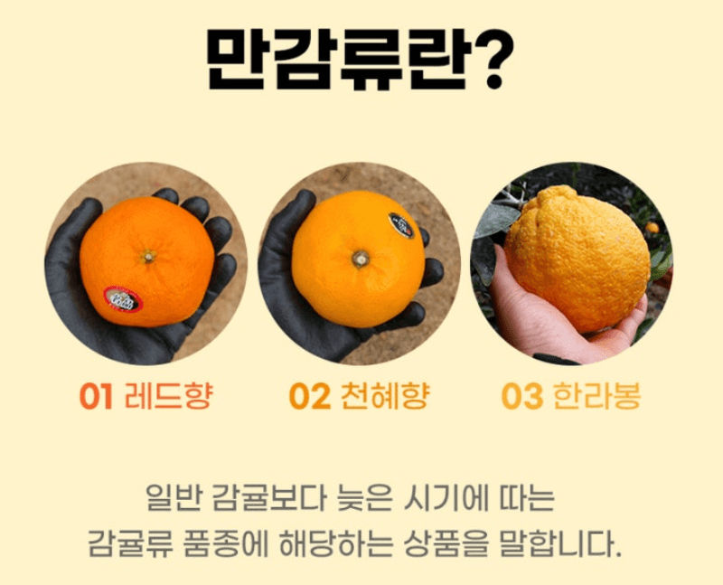 스피드번님의 장터 판매 상품 [제주직송 [레드향]] 첨부 사진