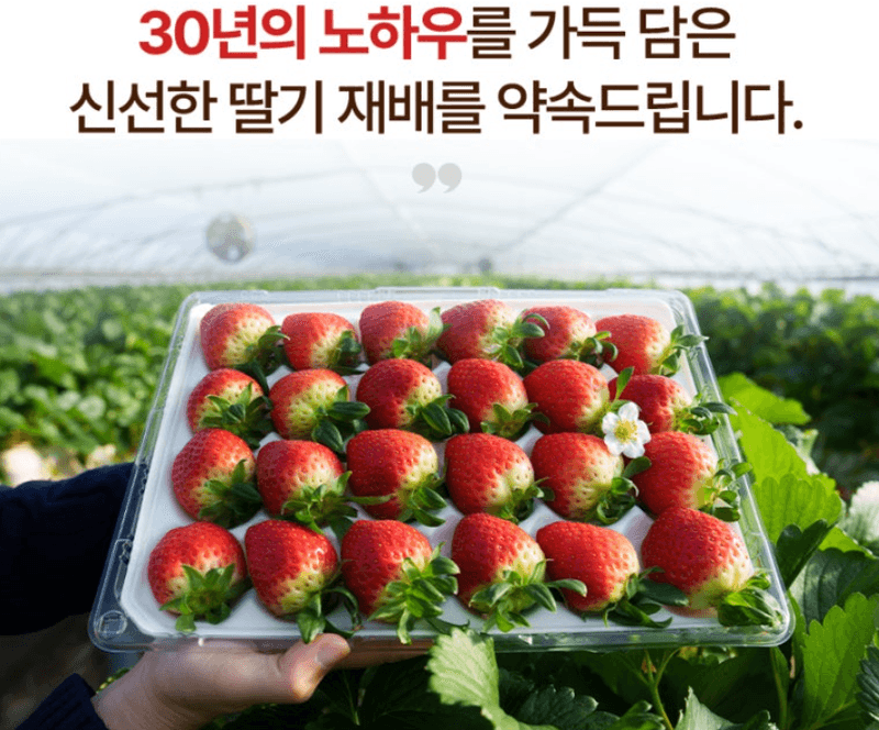 스피드번님의 장터 판매 상품 [설향딸기] 첨부 사진