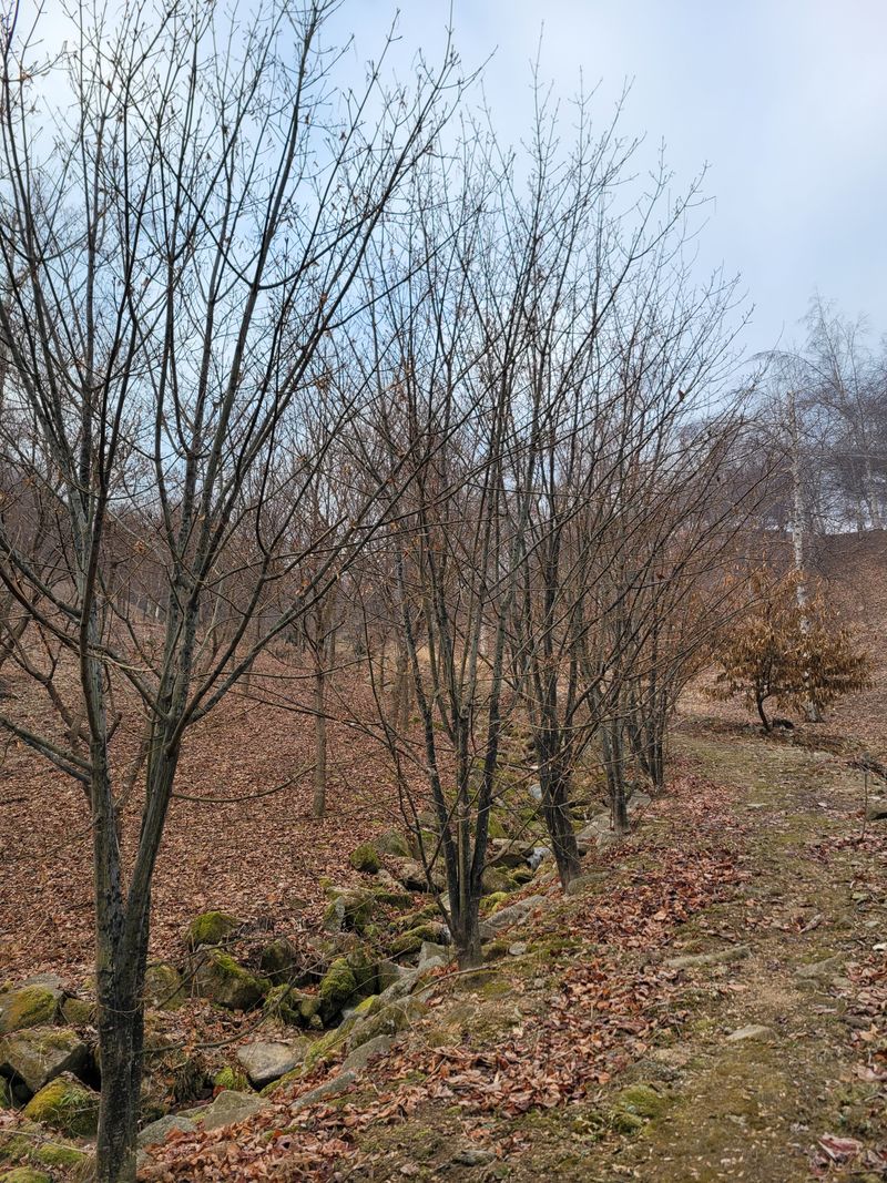 이은정님의 장터 판매 상품 [벌나무 산청목 건가지 1kg] 첨부 사진