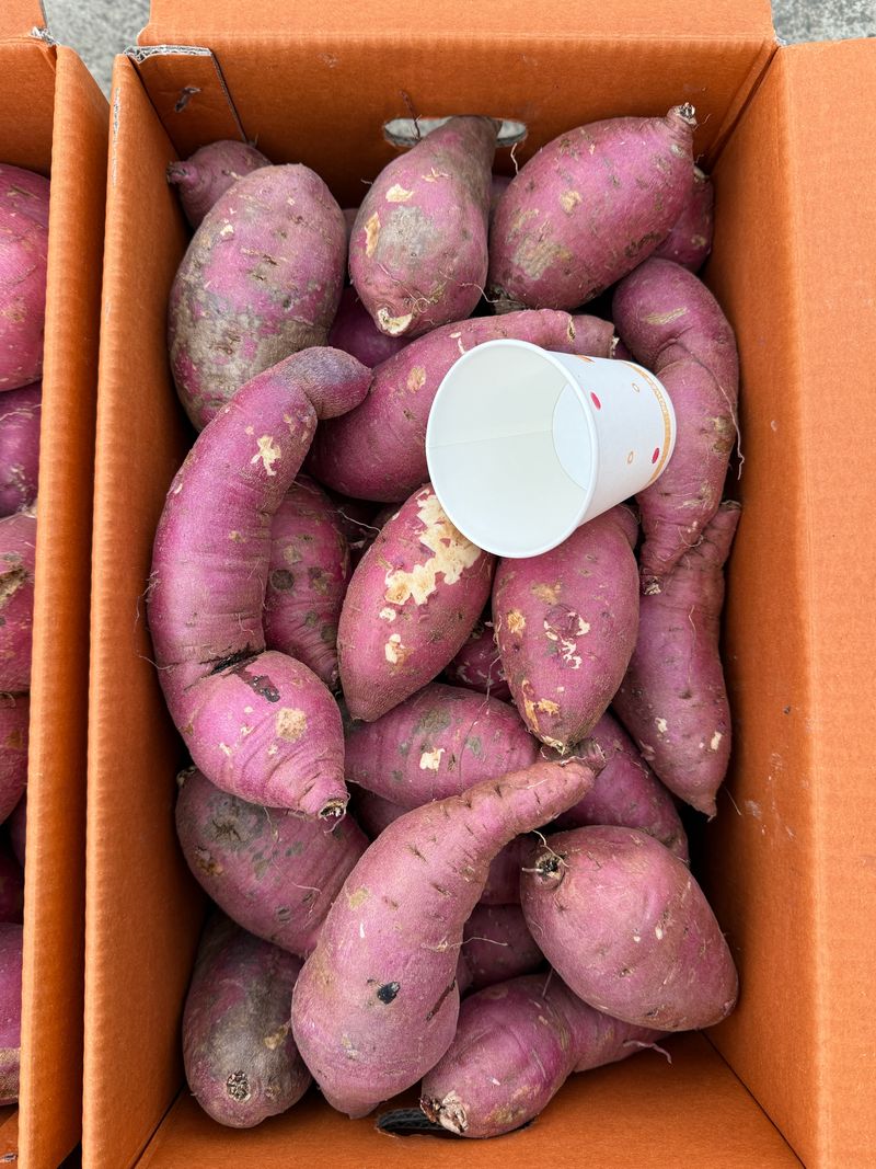 이영민님의 장터 판매 상품 [무안 황토 꿀 고구마 예쁜못난이 10kg ] 첨부 사진