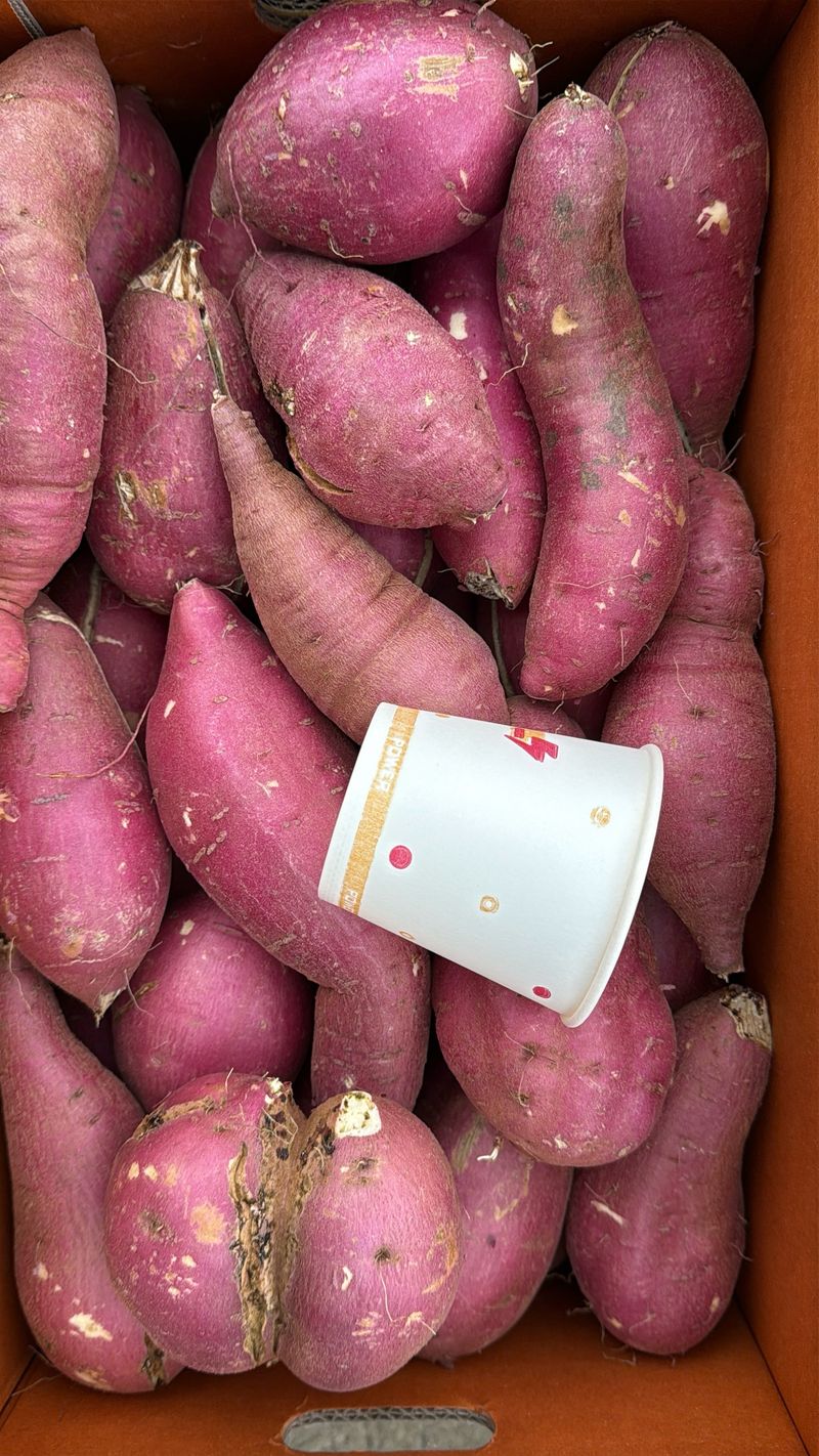 이영민님의 장터 판매 상품 [무안 황토밭 꿀고구마 예쁜못난이 10kg ] 첨부 사진