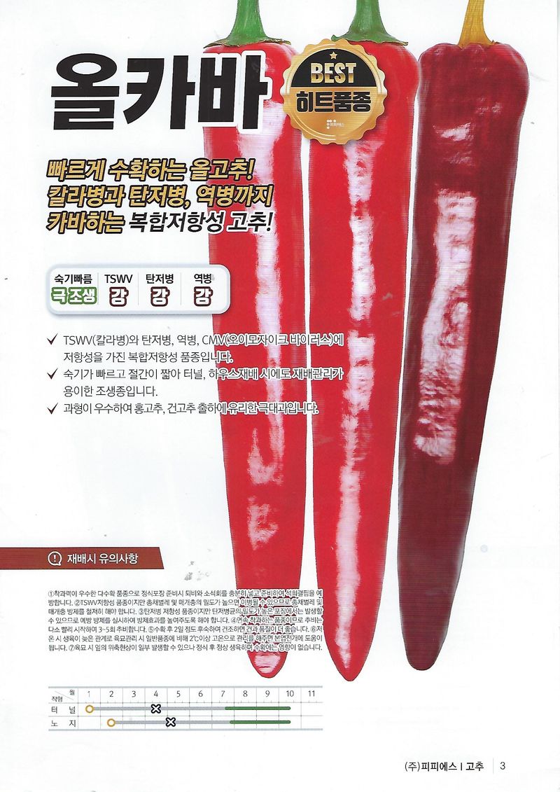 씨앗드림님의 장터 판매 상품 [올카바 극조생 극대과 복합내병계 1200립] 첨부 사진