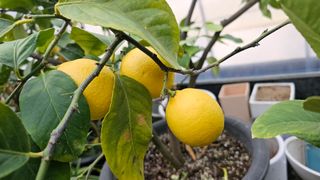 이동순님의 자유주제 · 자유게시판 작성글 사진