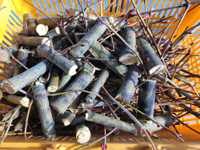 이은정님의 장터 판매 상품 [벌나무 산청목 건가지 1kg] 첨부 사진